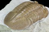 Valdaites Trilobite From Russia - Rare Species #99249-5